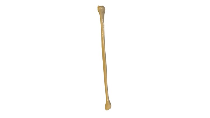 Peroné 3D Model