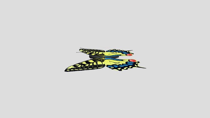 Butterfly 3D Model