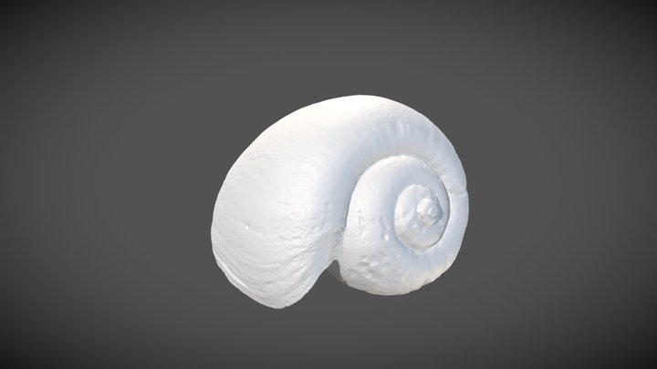 Bulinus nyassanus (E. A. Smith, 1878) SYNTYPES – Modello 3D gratuito STL