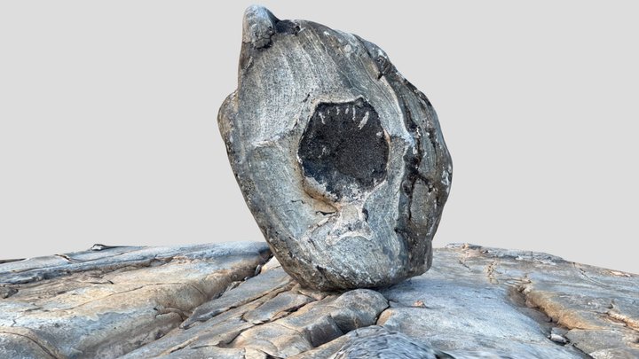Fossil whale vertebra in Monterey Formation 3D Model