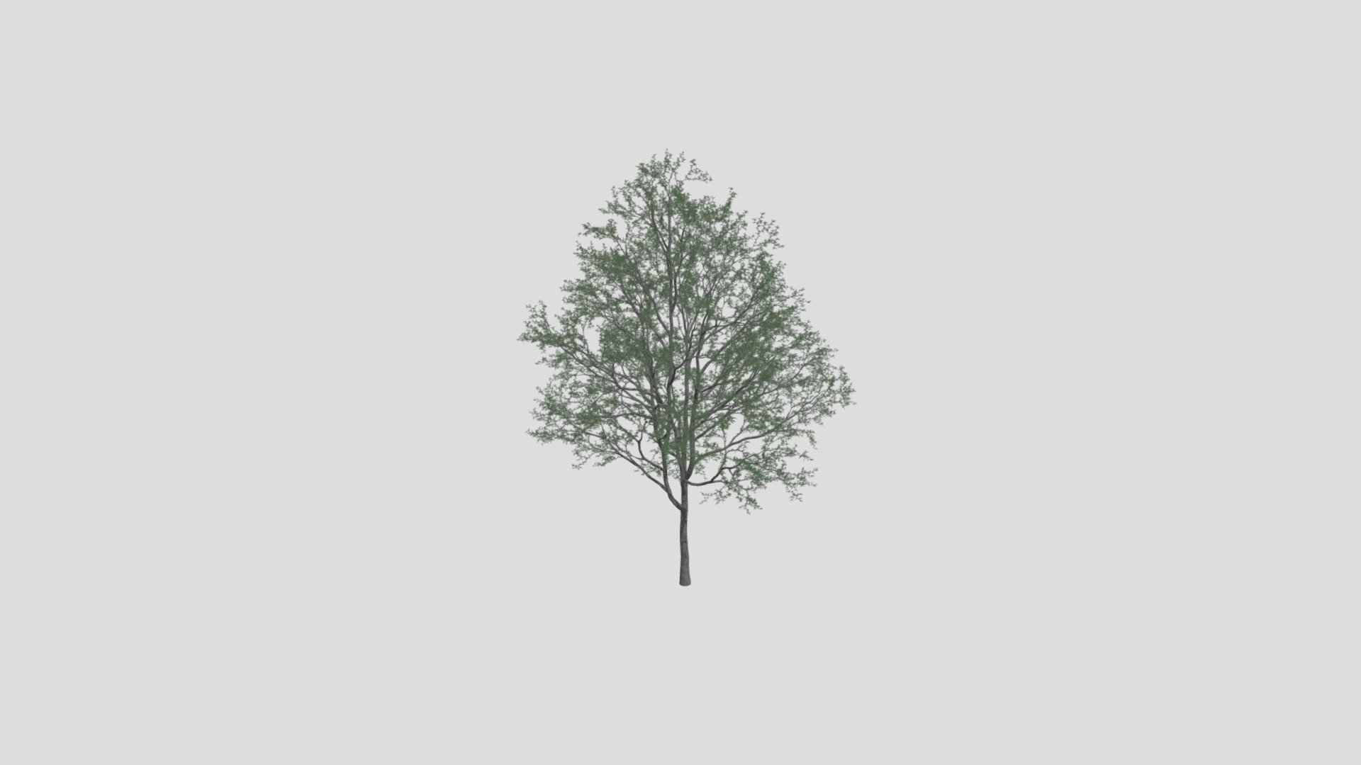 tree 8 AM207 Archmodels - Buy Royalty Free 3D model by Evermotion ...