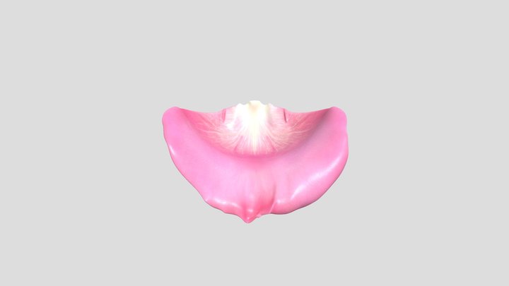 Pink Rose petal 3D Model