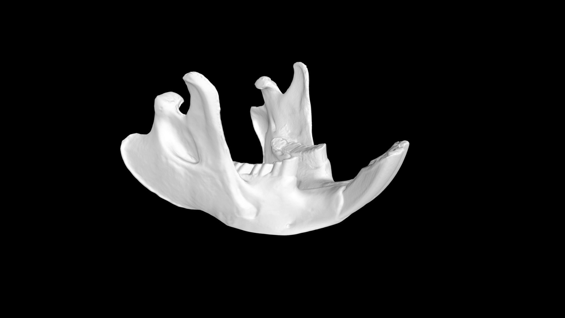 Beaver Mandible