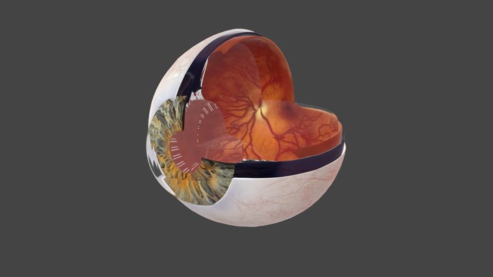 Human Eye 3D Model