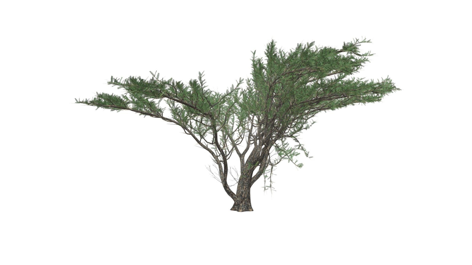 Umbrella Thorn Tree #10 - Buy Royalty Free 3D model by meshshape ...