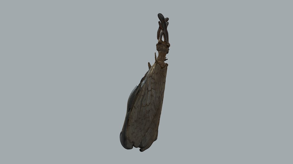 Insect Specimen (TREC)