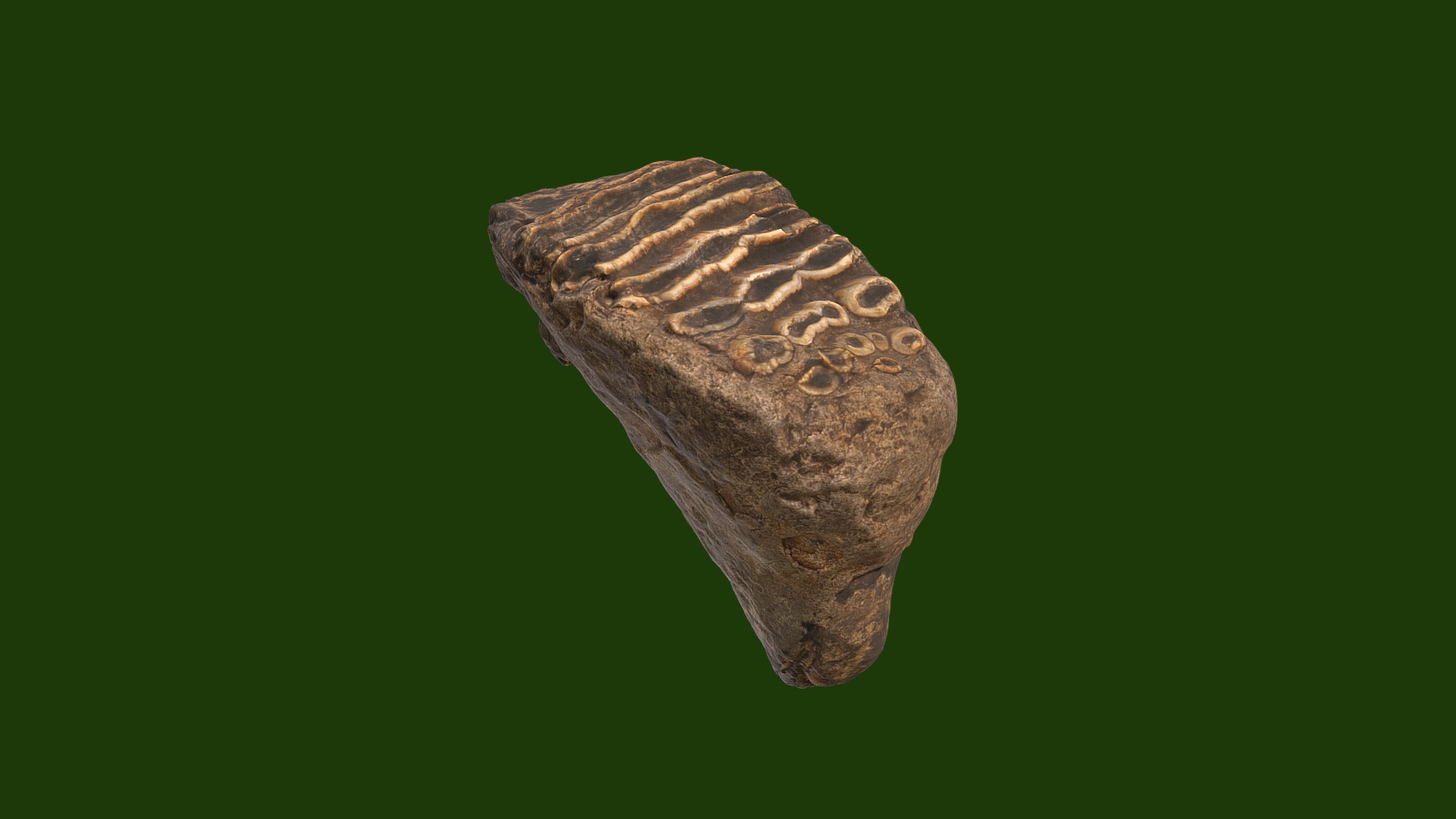 3D model Mammoth Tooth - This is a 3D model of the Mammoth Tooth. The 3D model is about a turtle on a green background.