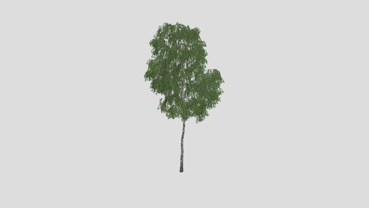 silver birch - 3D model by Jamlu69 [74450e8] - Sketchfab