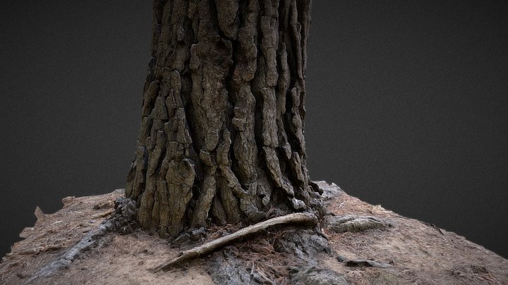 Australian Pine Tree Stump 3D Model