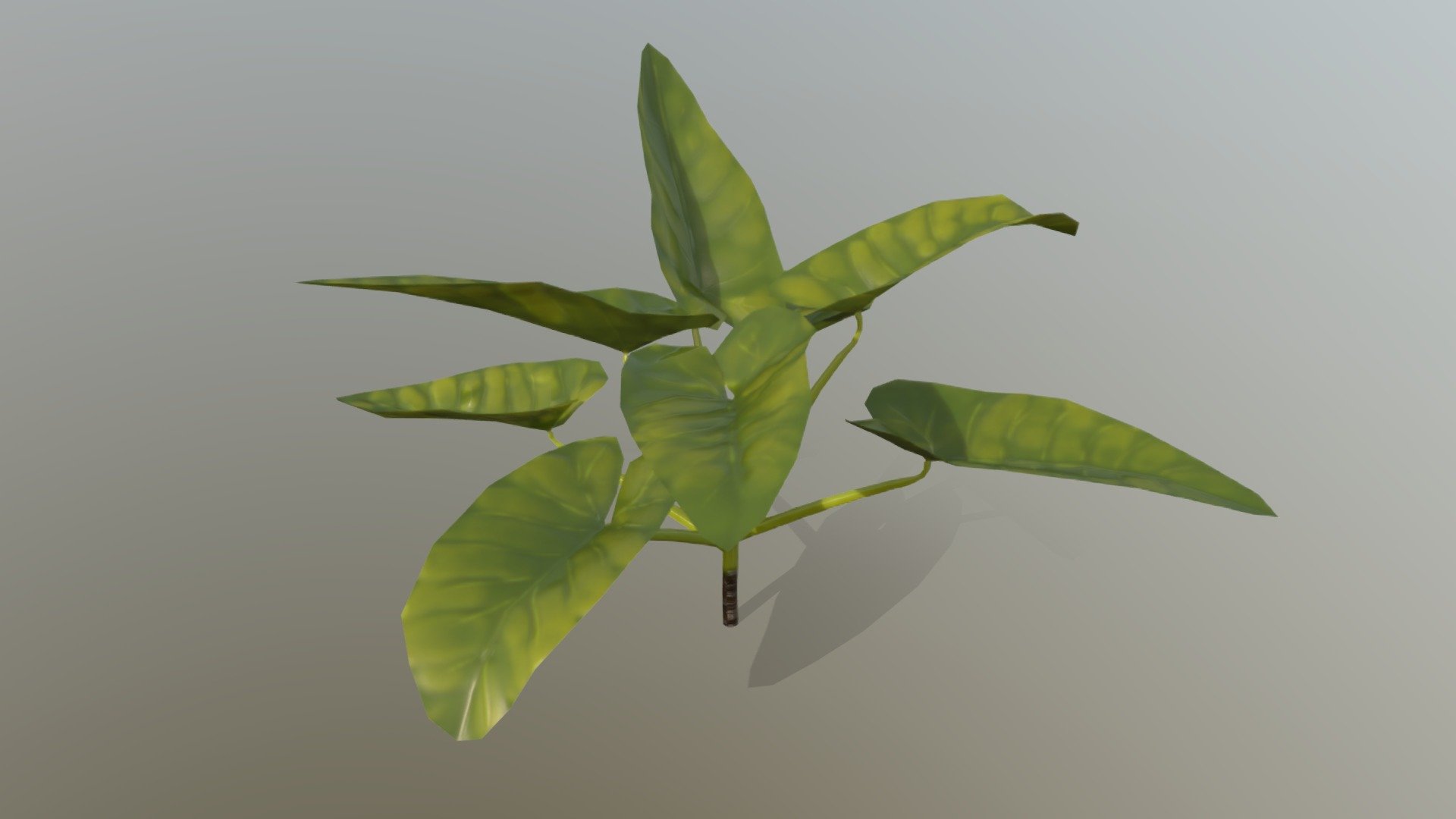 Alocasia macrorrhizos
