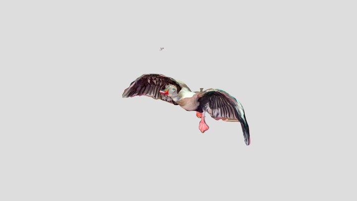 Pato 3D Model