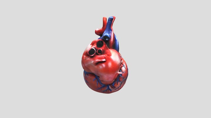 human_heart_draft 3D Model
