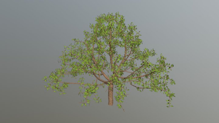 Simple Tree from Space Colonization 3D Model