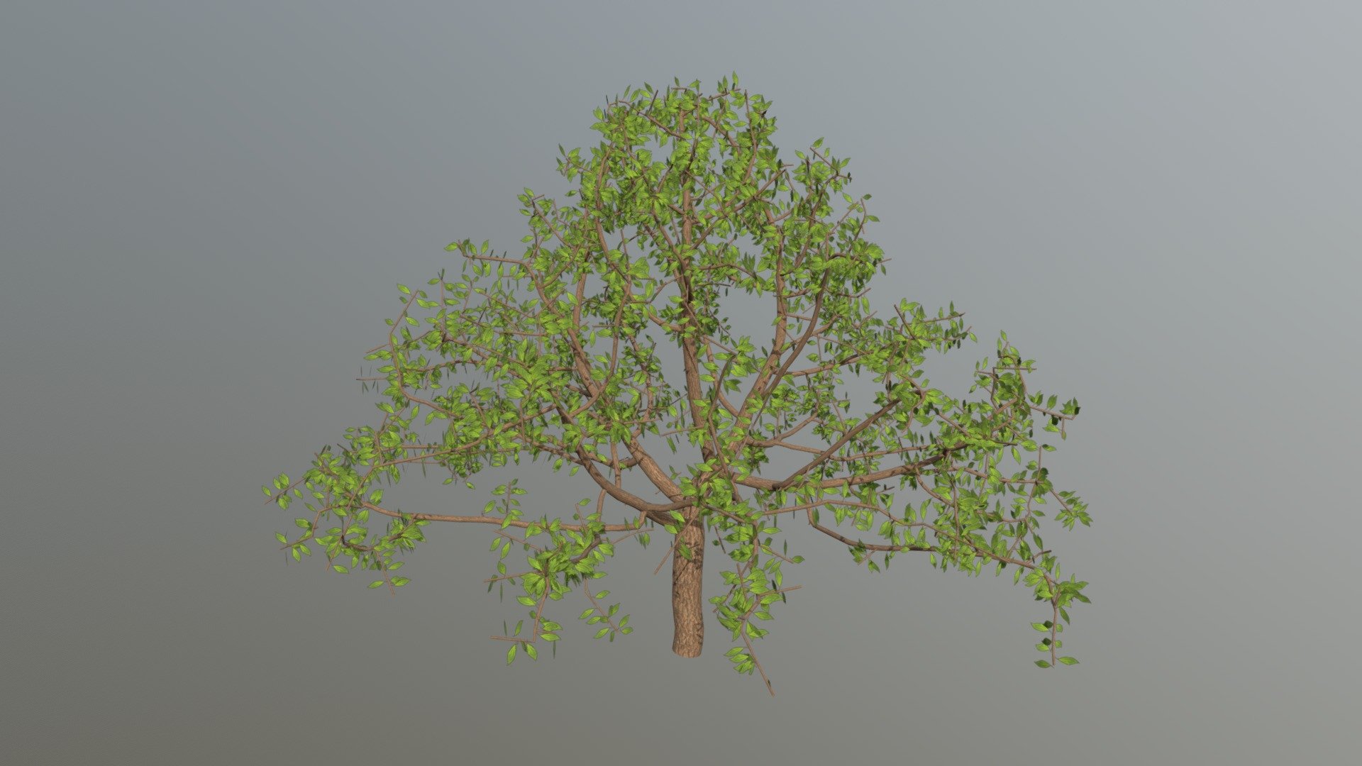Simple Tree from Space Colonization