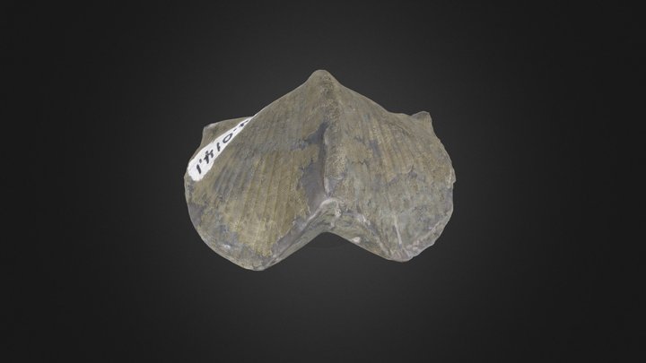 Brachiopod: Paraspirifer bownockeri (PRI 76880) – Modello 3D gratuito STL