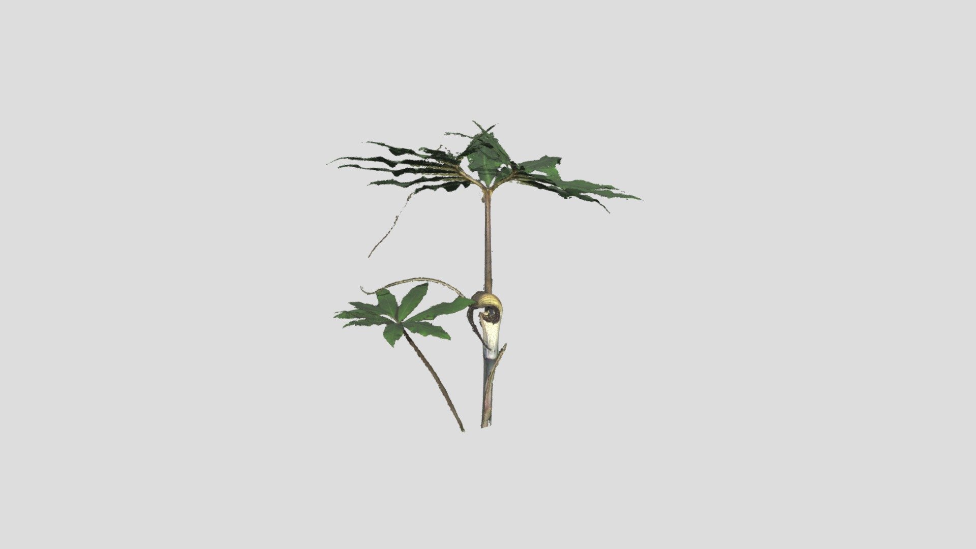 Arisaema urashima - 浦島草
