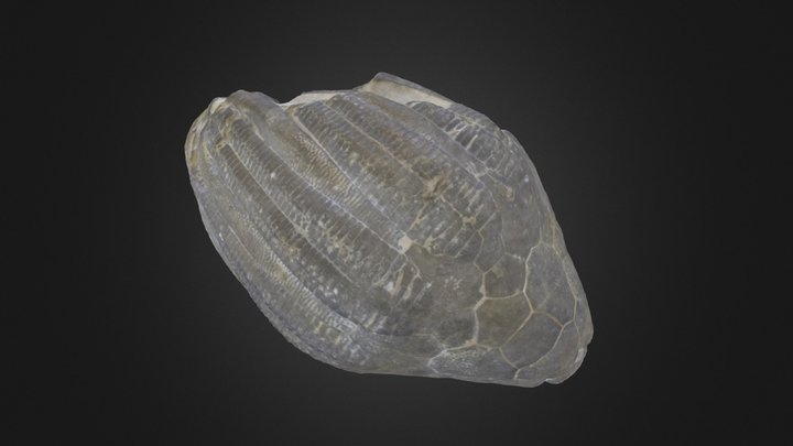 Crinoid: Eucalyptocrinites caelatus (PRI 70772) – Gratis 3D-model STL