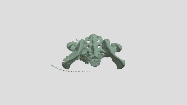 It's a Pelvis! 3D Model