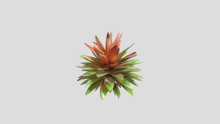 BROMELIADS PLANTS 3D Model