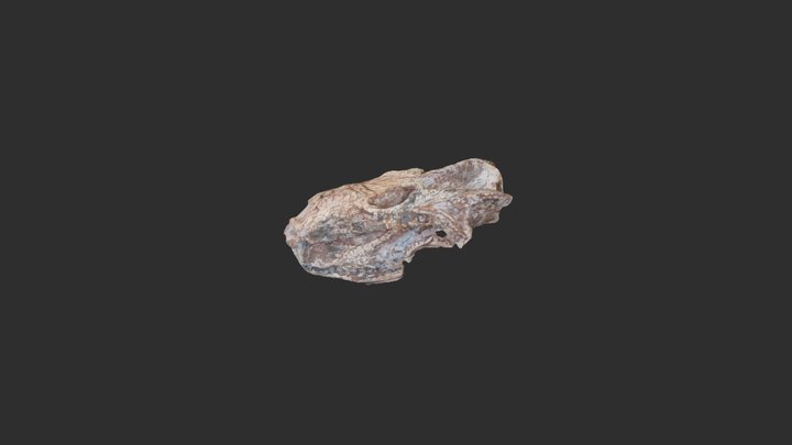 Exaeretodon riograndensis (cynodont skull) 3D Model