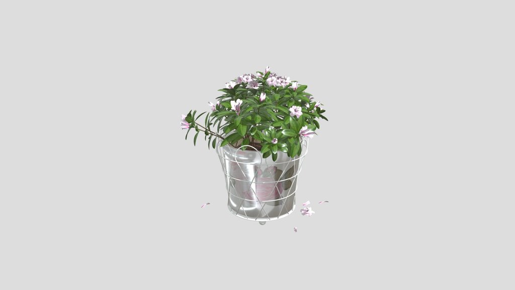 Pink Azalea In Decorative Pot
