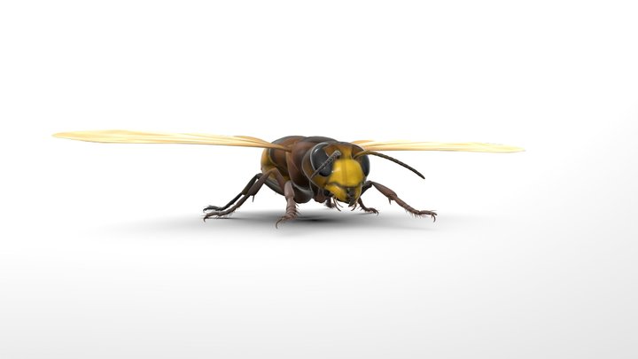 Vespa Crabro Germana