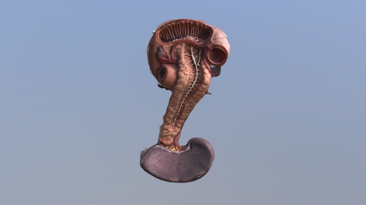 Pancreas 3D Model 3D Model