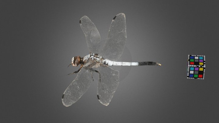 CC0 シオカラトンボ ♂ White-tailed Skimmer