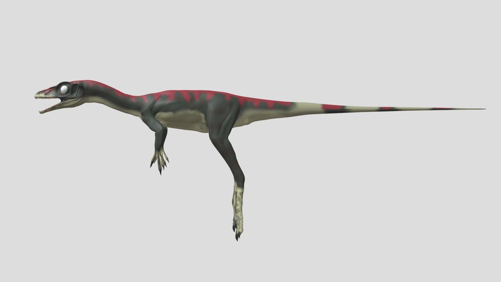 Accurate Compsognathus