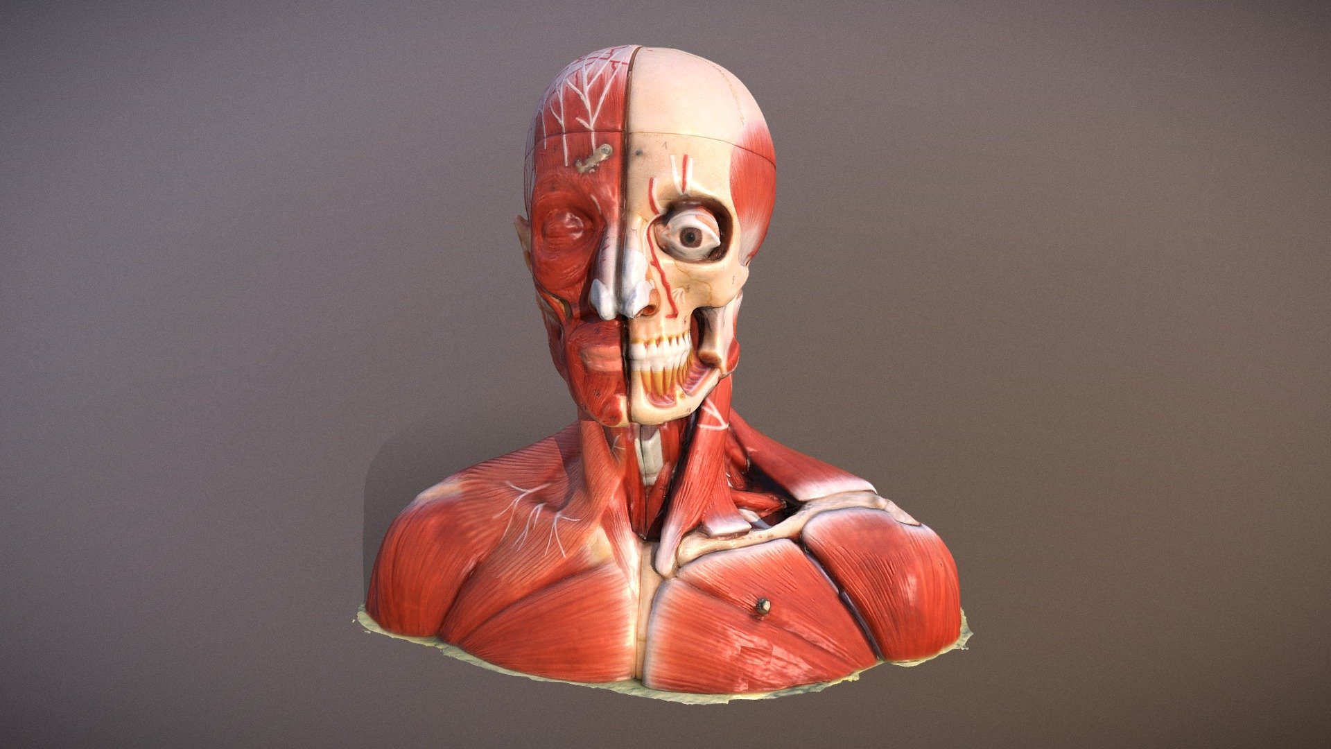 Anatomical Head