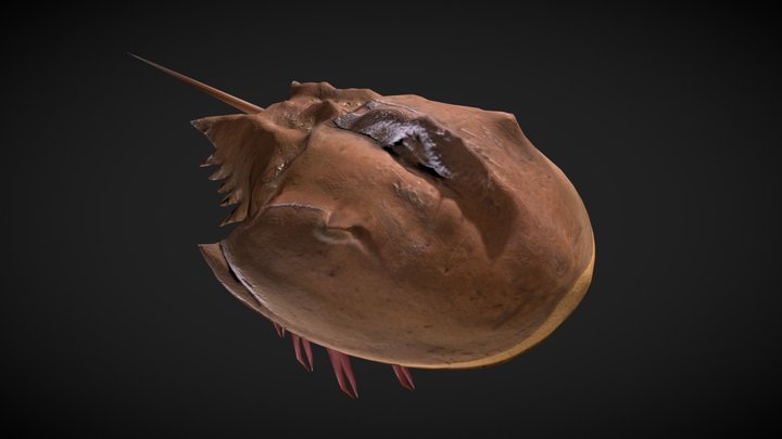 Horsehoe Crab 3D Model