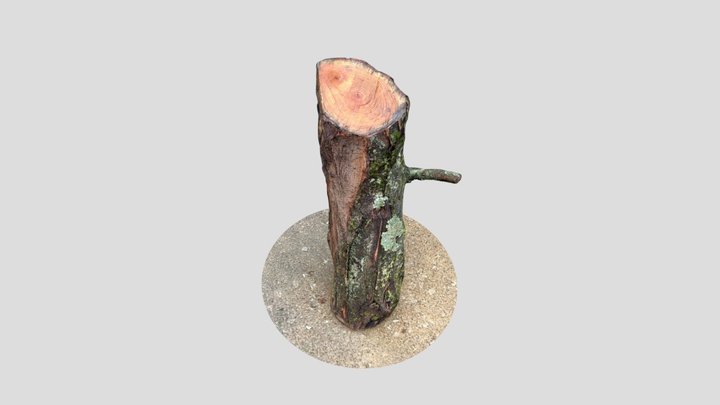 Polycam capture 3D Model