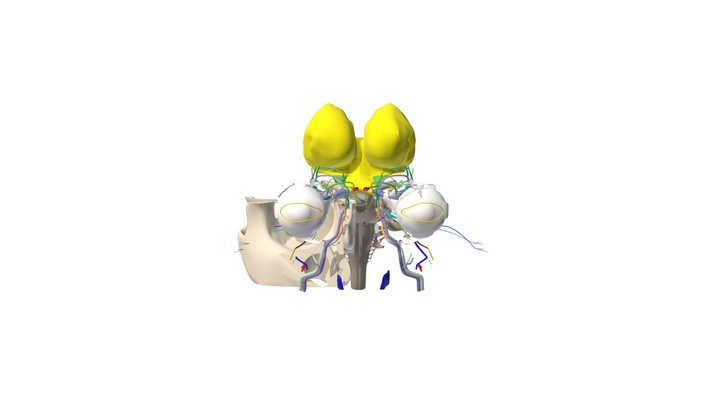 Entire_didactic 3D Model