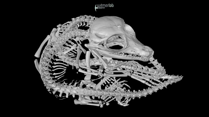 saltwater croc - craniopagus conjoined twins 3D Model
