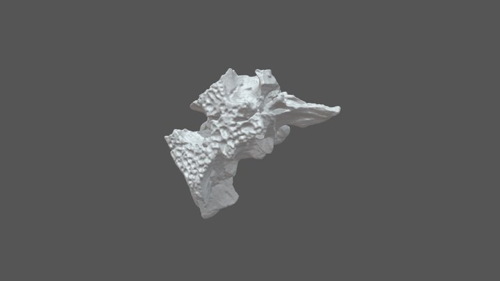 Crocodile Braincase 3D Model