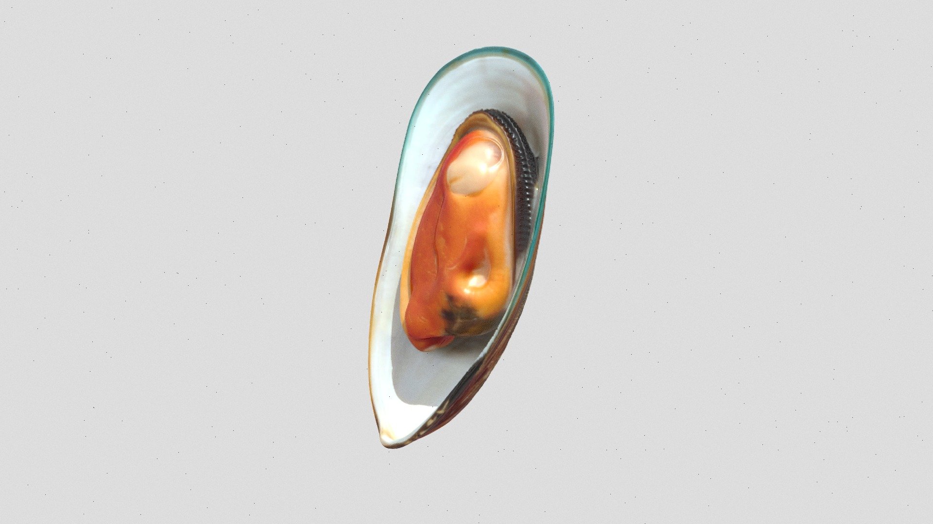 open mussel shell 3d model - Download Free 3D model by grodan ...