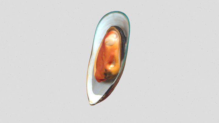 open mussel shell 3d model – Kostenloses 3D-Modell STL