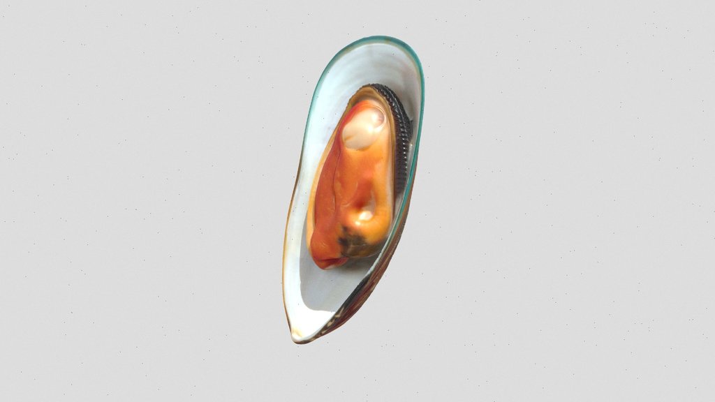open mussel shell 3d model