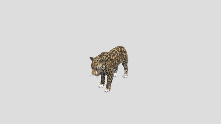 Jaguar 3D Model