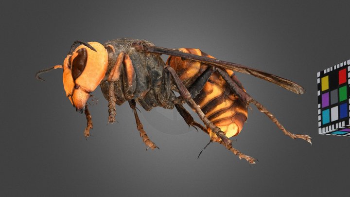 CC0 オオスズメバチ 🐝 Japanese Giant Hornet