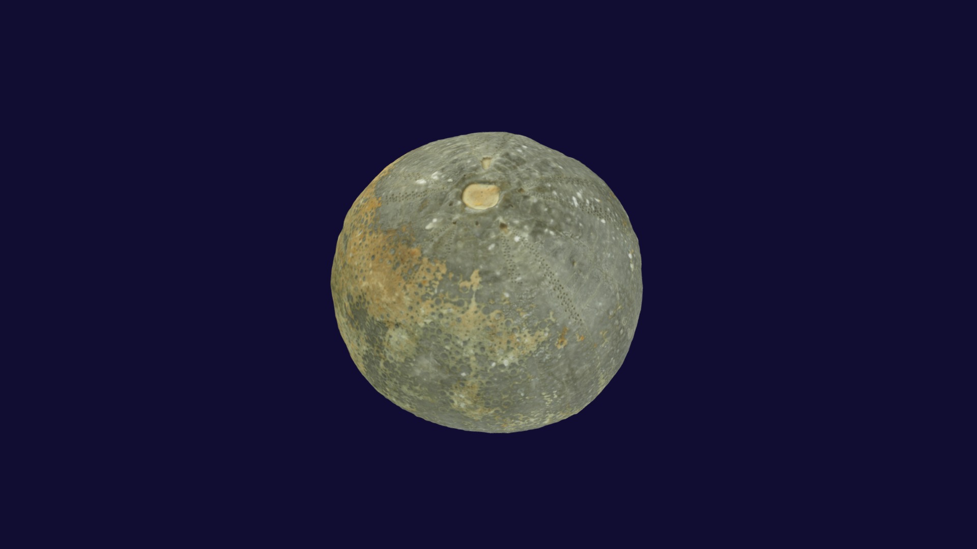 3D model Stomechinus sp. - This is a 3D model of the Stomechinus sp.. The 3D model is about a planet in space.
