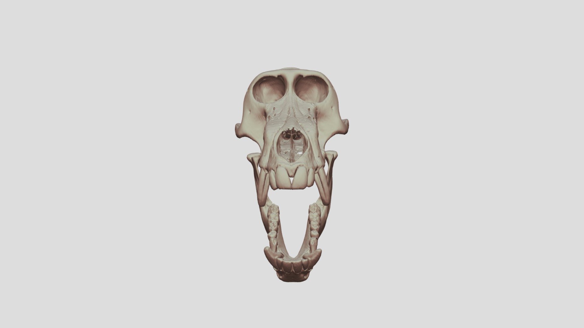 Baboon Morphosource - 3D model by pacaucl [0953686] - Sketchfab