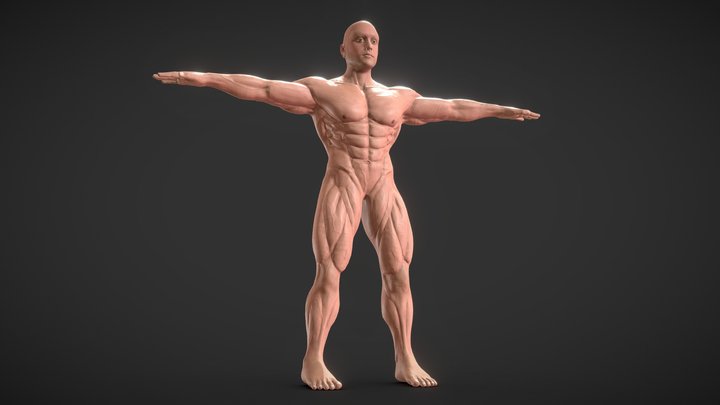 Male base muscular anatomy 3D Model