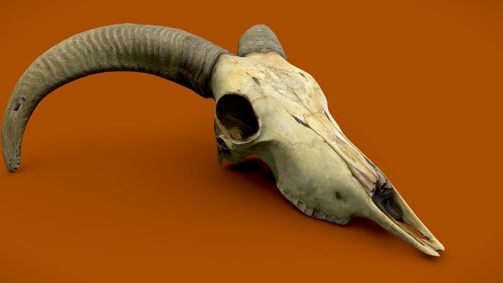 Ram Skull 3D Model