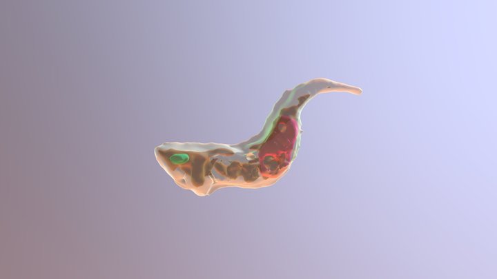 Trypanosoma 3D Model