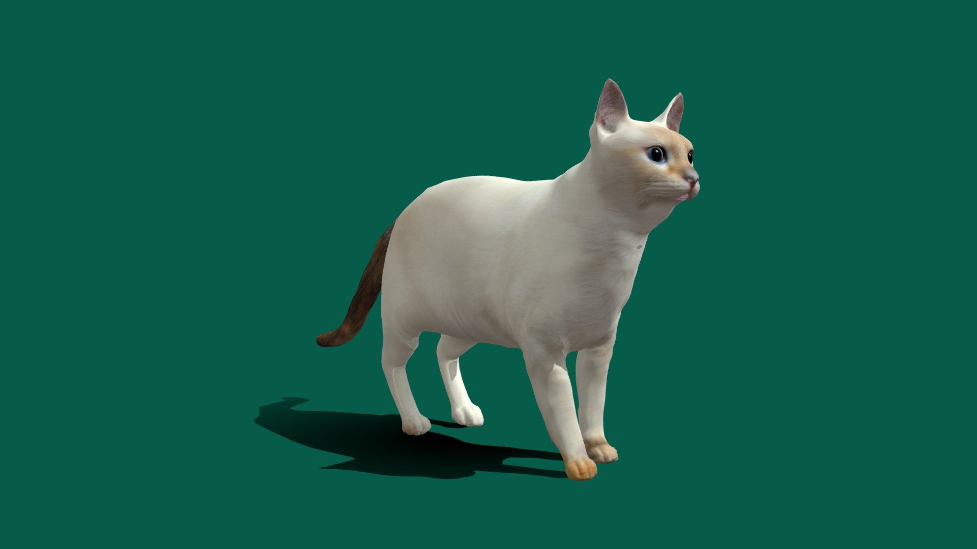 Flame Point Siamese (Game Ready) - Buy Royalty Free 3D model by ...