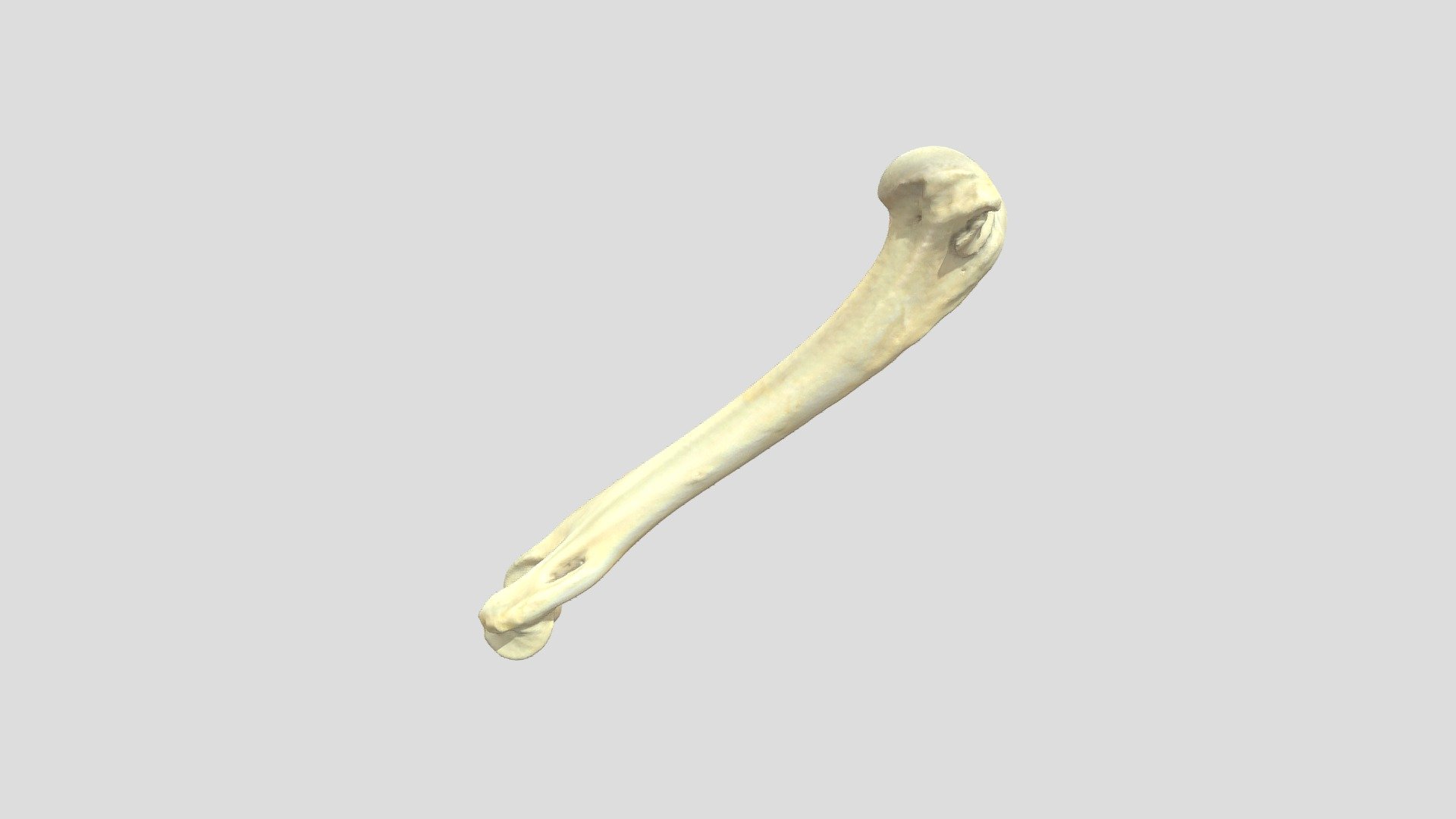 Humerus (left), Cat - 3D model by Vetanat.UZH [0963613] - Sketchfab