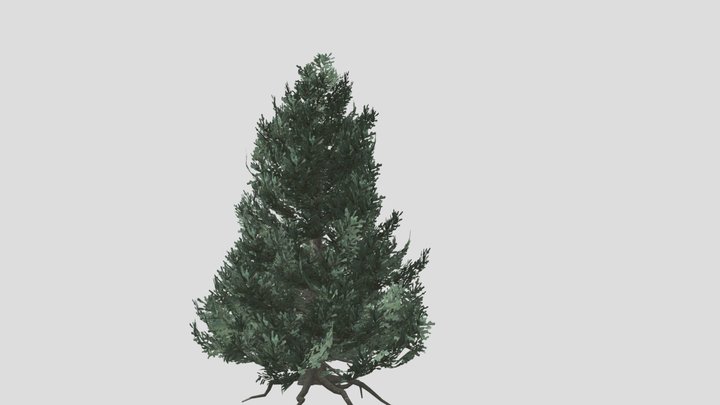 Fir tree – Modello 3D gratuito STL