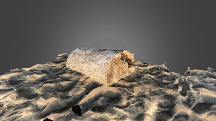Beach Log 3D Model