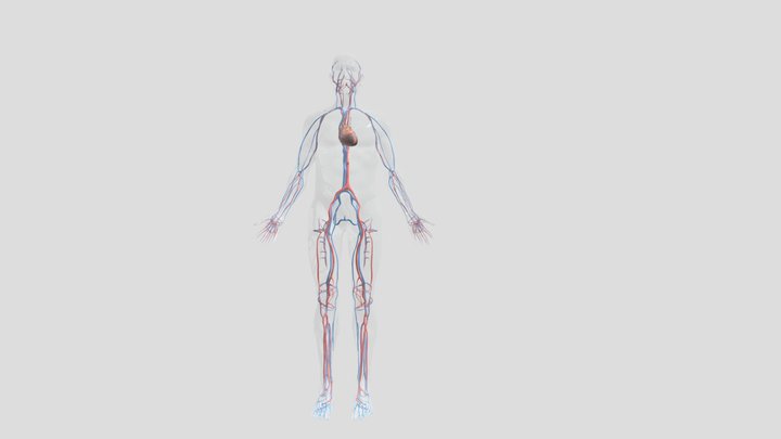 三维心血管系统 3D Model